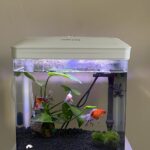 Nobleza Nano Fish Tank Aquarium with LED Lights & Filter System, Tropical Aquariums, photo review